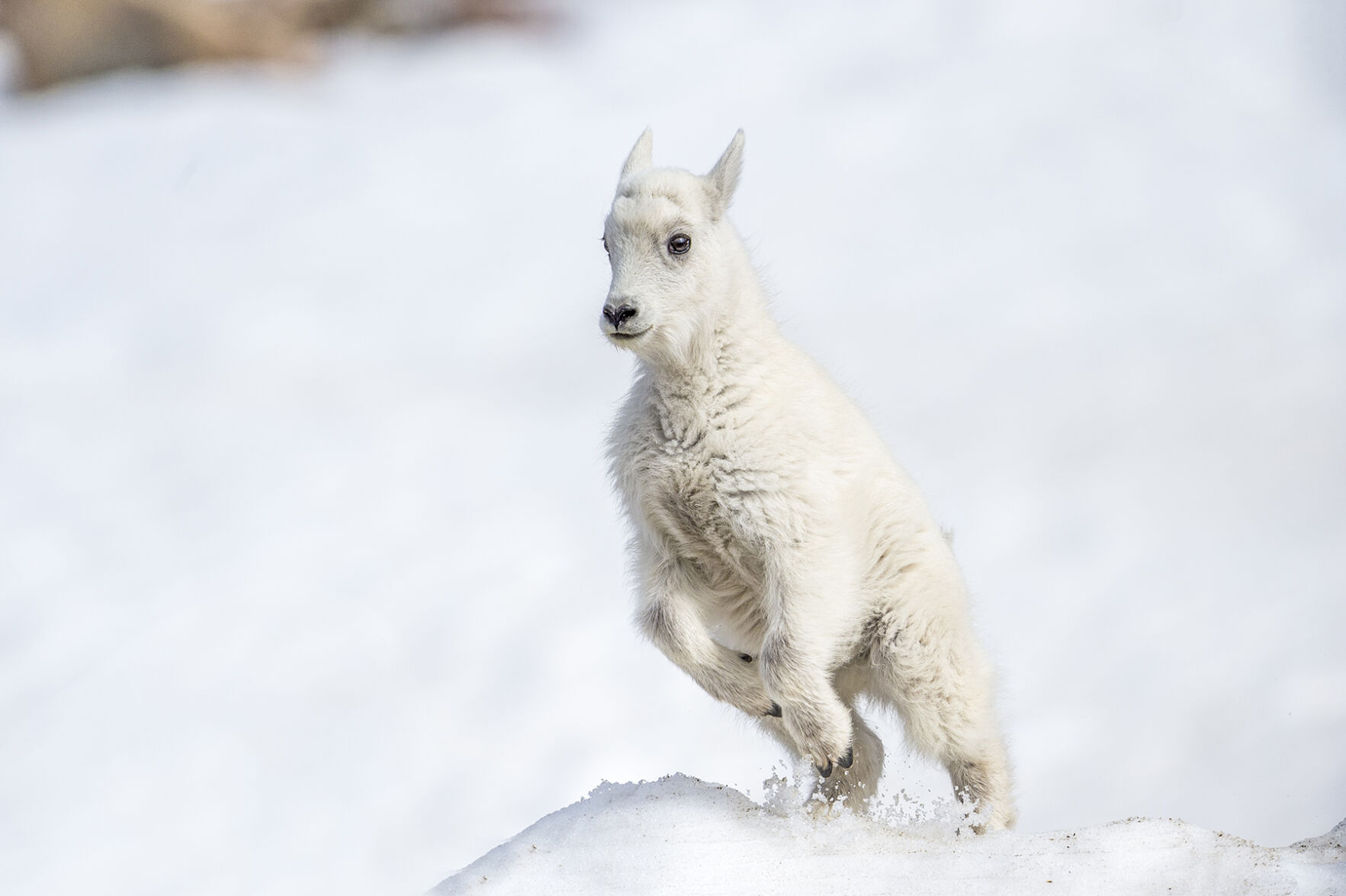Mountain Goat Mt Evans